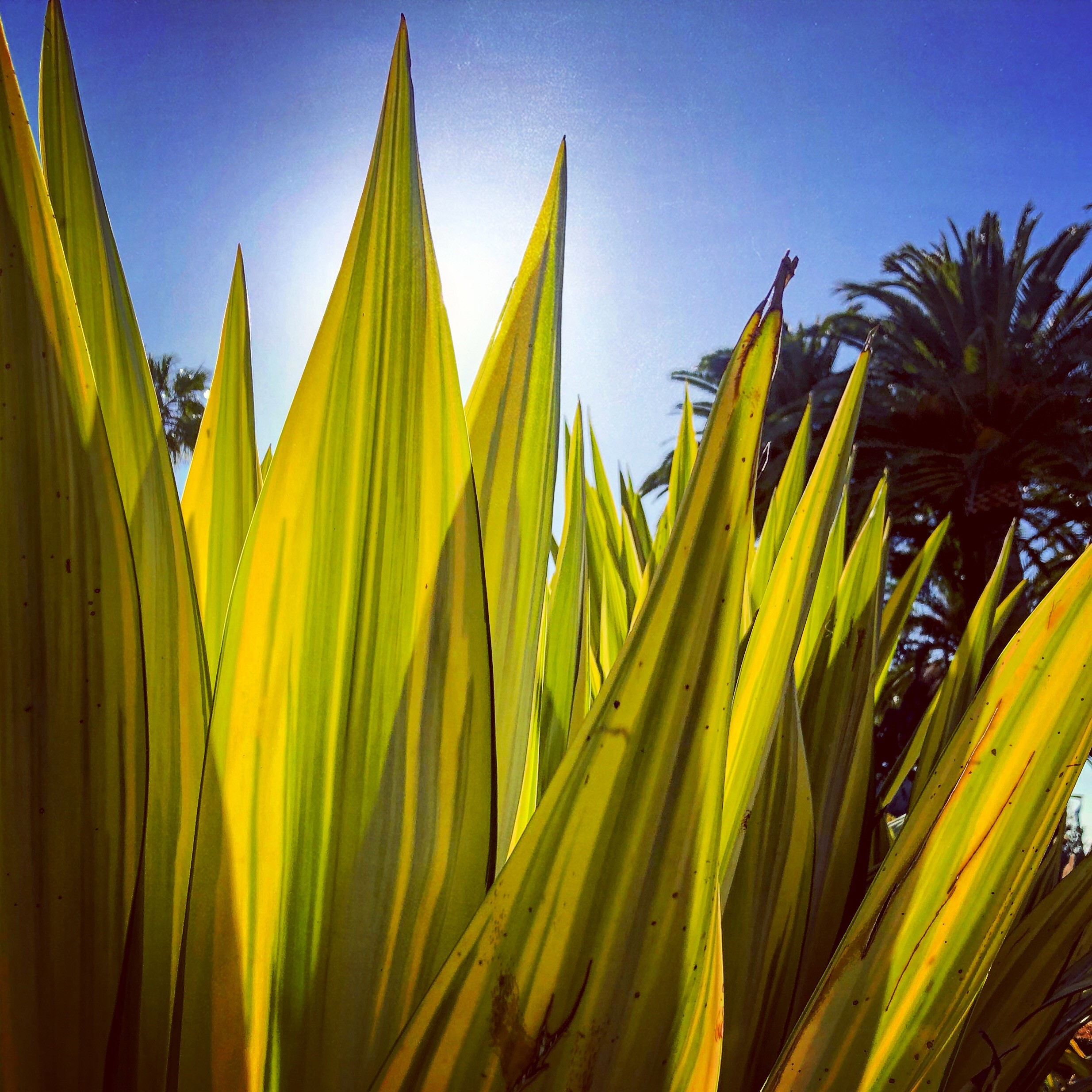 perth leaves perth leaves