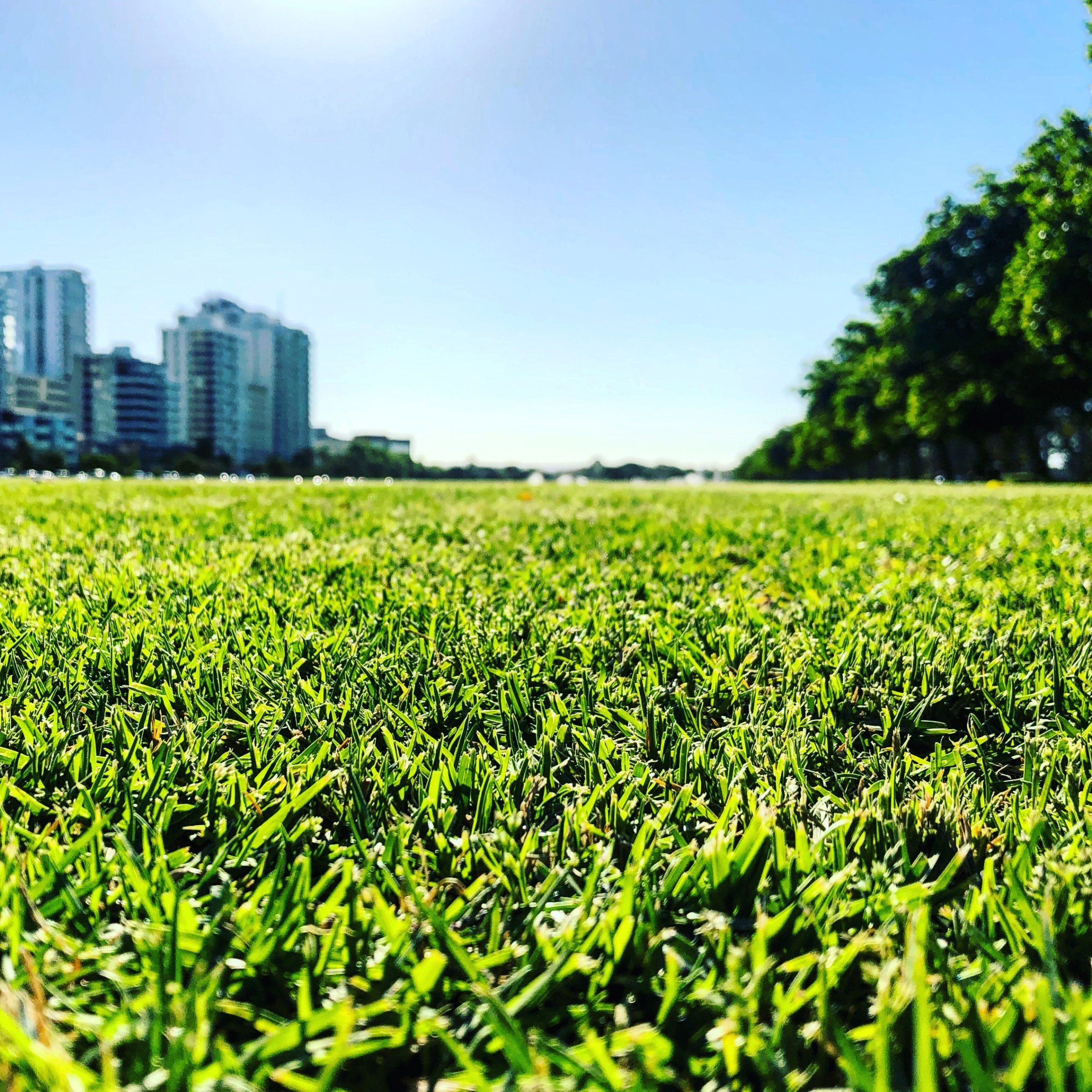 perth grass